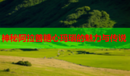 神秘阿拉善糖心玛瑙的魅力与传说